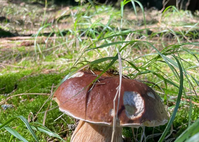 Retro Maruska Kladska Gasthuis